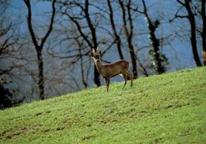 capriolo